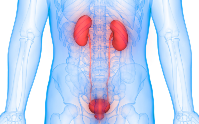Mauna Kea Technologies Provides An Update On Its Commercial Partnership Agreement For Urological Applications