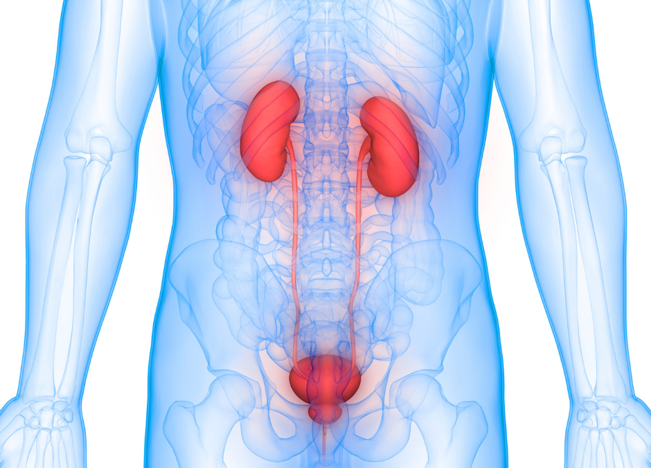 Mauna Kea Technologies Provides An Update On Its Commercial Partnership Agreement For Urological Applications